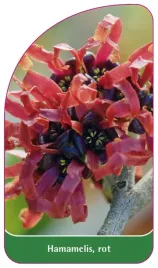 etykieta-szkolkarska-hamamelis-rot