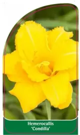 etykieta-szkolkarska-hemerocallis-condilla