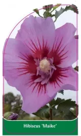 etykieta-szkolkarska-hibiscus-maike