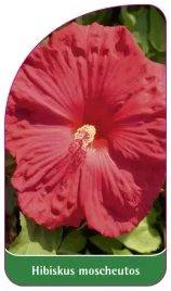 etykieta-szkolkarska-hibiscus-moscheutos-czerwony-bylinowy