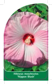 etykieta-szkolkarska-hibiscus-moscheutos-nippon-blush
