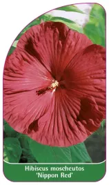 etykieta-szkolkarska-hibiscus-moscheutos-nippon-red