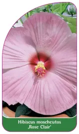 etykieta-szkolkarska-hibiscus-moscheutos-rose-clair