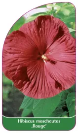 etykieta-szkolkarska-hibiscus-moscheutos-rouge