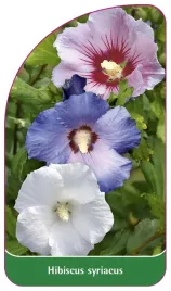 etykieta-szkolkarska-hibiscus-syriacus-tricolor