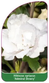 etykieta-szkolkarska-hibiscus-syriacus-admiral-dewey
