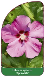 etykieta-szkolkarska-hibiscus-syriacus-aphrodite