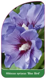 etykieta-szkolkarska-hibiscus-syriacus-blue-bird