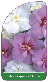 etykieta-szkolkarska-hibiscus-syriacus-chiffon
