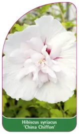 etykieta-szkolkarska-hibiscus-syriacus-china-chiffon