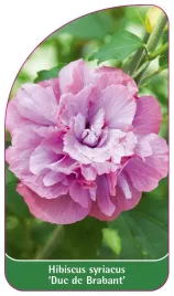 etykieta-szkolkarska-hibiscus-syriacus-duc-de-brabant
