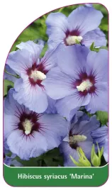 etykieta-szkolkarska-hibiscus-syriacus-marina