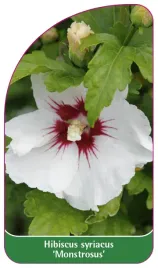 etykieta-szkolkarska-hibiscus-syriacus-monstrosus