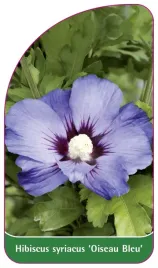 etykieta-szkolkarska-hibiscus-syriacus-oiseau-bleu