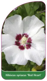etykieta-szkolkarska-hibiscus-syriacus-red-heart