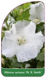 etykieta-szkolkarska-hibiscus-syriacus-w-r-smith