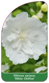 etykieta-szkolkarska-hibiscus-syriacus-white-chiffon
