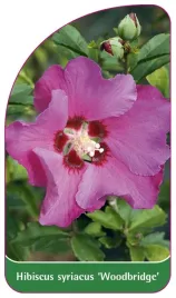 etykieta-szkolkarska-hibiscus-syriacus-woodbridge