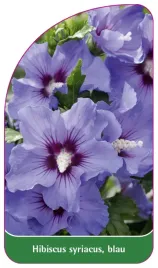 etykieta-szkolkarska-hibiscus-syriacus-blau