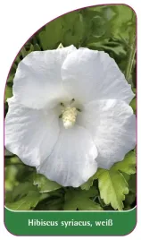 etykieta-szkolkarska-hibiscus-syriacus-weiss-b