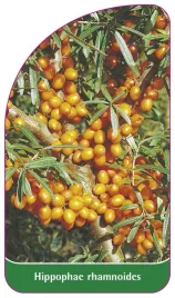 etykieta-szkolkarska-hippophae-rhamnoides-a