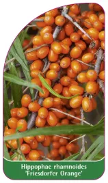 etykieta-szkolkarska-hippophae-rhamnoides-friesdorfer-orange