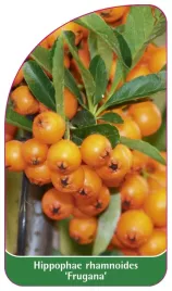 etykieta-szkolkarska-hippophae-rhamnoides-frugana