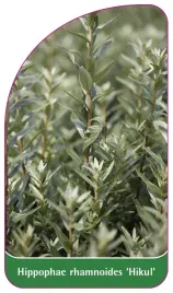 etykieta-szkolkarska-hippophae-rhamnoides-hikul