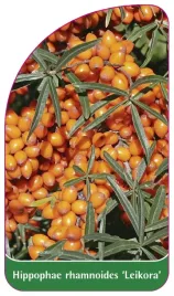 etykieta-szkolkarska-hippophae-rhamnoides-leikora