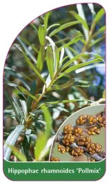 etykieta-szkolkarska-hippophae-rhamnoides-pollmix
