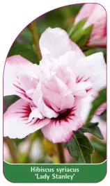 etykieta-szkolkarska-hybiscus-syriacus-lady-stanley