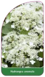 etykieta-szkolkarska-hydrangea-anomala