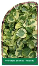 etykieta-szkolkarska-hydrangea-anomala-miranda
