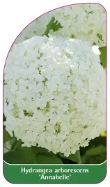 etykieta-szkolkarska-hydrangea-arborescens-annabelle-b