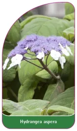 etykieta-szkolkarska-hydrangea-aspera