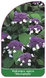 etykieta-szkolkarska-hydrangea-aspera-macrophylla