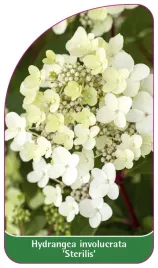 etykieta-szkolkarska-hydrangea-involucrata-sterillis