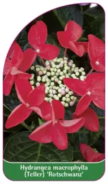 etykieta-szkolkarska-hydrangea-macrophylla-teller-rotschwanz-a