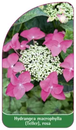 etykieta-szkolkarska-hydrangea-macrophylla-teller-rosa