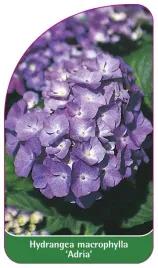 etykieta-szkolkarska-hydrangea-macrophylla-adria
