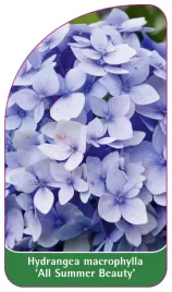 etykieta-szkolkarska-hydrangea-macrophylla-all-summer-beauty-b