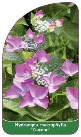 etykieta-szkolkarska-hydrangea-macrophylla-camino