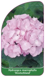 etykieta-szkolkarska-hydrangea-macrophylla-deutschland