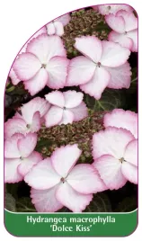 etykieta-szkolkarska-hydrangea-macrophylla-dolce-kiss
