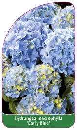 etykieta-szkolkarska-hydrangea-macrophylla-early-blue