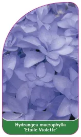 etykieta-szkolkarska-hydrangea-macrophylla-etoile-violette