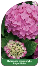 etykieta-szkolkarska-hydrangea-macrophylla-eugen-hahn-a