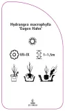 etykieta-szkolkarska-hydrangea-macrophylla-eugen-hahn-a-stan-nowy