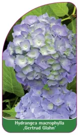 etykieta-szkolkarska-hydrangea-macrophylla-gertrud-glahn-a