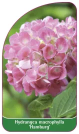 etykieta-szkolkarska-hydrangea-macrophylla-hamburg